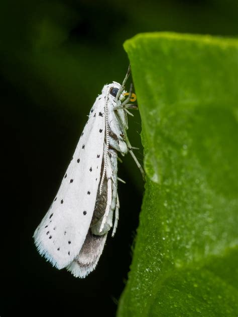 Ermine moth by chavender | ePHOTOzine