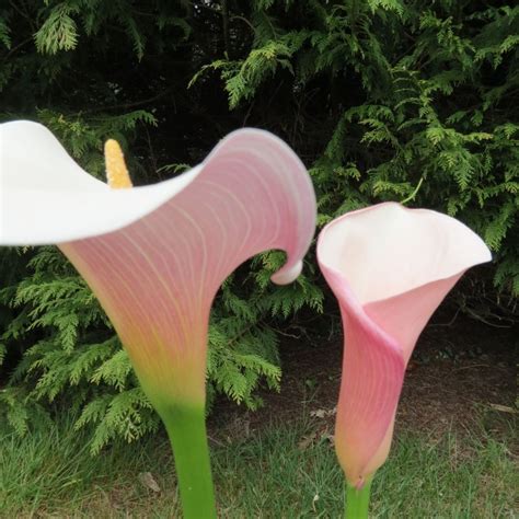 Gradina Chic Zantedeschia Flamingo