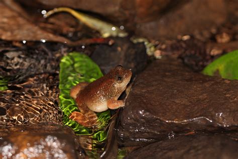 Nyctibatrachus Petraeus Das And Kunte By Ninad Gosavi On