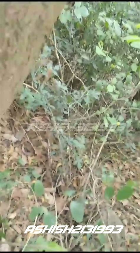Indian Village Xxx Girl Pussy Fucking In Jungle Viral Sex