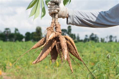 Beneficios De La Yuca Mi Cosecha