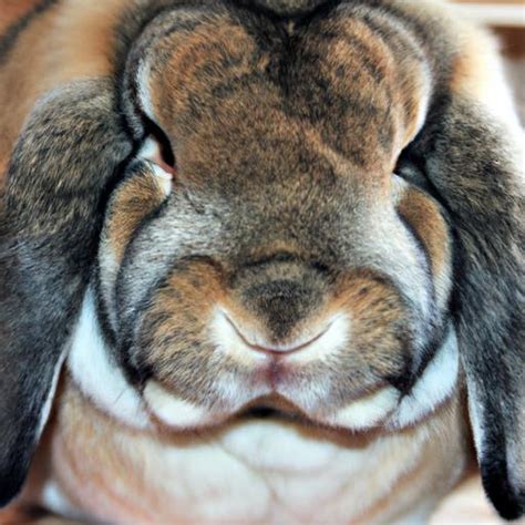 English Lop Rabbit: A Delightful Companion for Pet Lovers