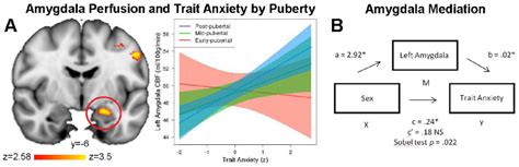 Figure 1 From Elevated Amygdala Perfusion Mediates Developmental Sex