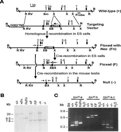 Generation Of Dazap1 Mutant Alleles A Structure Of The Mouse Dazap1