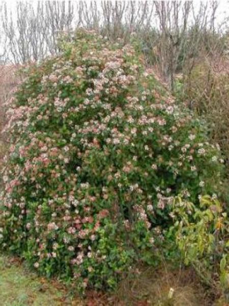 Viorne Tin Laurier Tin Gwenlian Viburnum Tinus Le Jardin Du Pic Vert