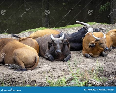 African Buffalo Syncerus Caffer Nanus Lives Secretly In The Jungles