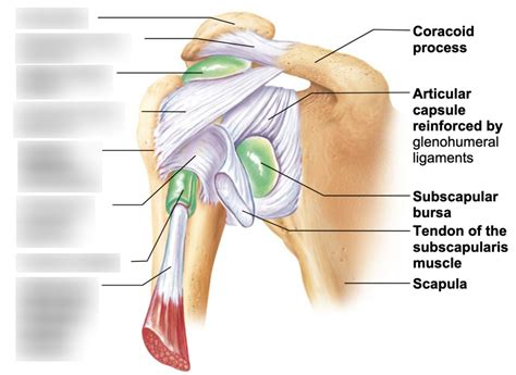 Shoulder Ligaments Pt 2 Diagram Quizlet