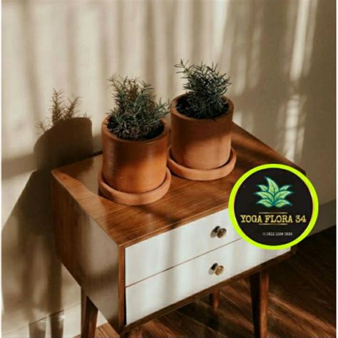 Jual Tanaman Hias Rosemary Pengusir Nyamuk Shopee Indonesia