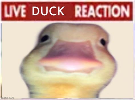 Live Duck Reaction Blank Template Imgflip