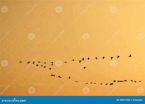 Birds Flying in a V Formation Stock Photo - Image of flying, birds ...