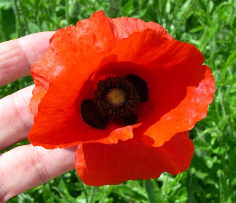 Amapola