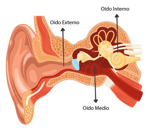 Verano Y Otitis Externa Paramedic