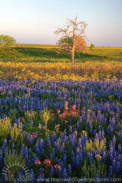 The Flowers Of Floresville Spring 2012 Texas Wildflowers Bluebonnets And Landscape Pictures