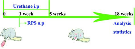 Inhibition Of Urethane Induced Lung Carcinogenesis In Mice By A Rhizoma