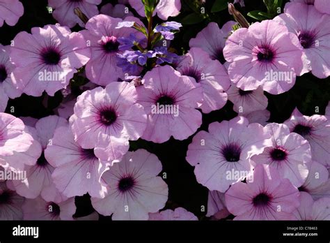 Surfinia Petunia Hi Res Stock Photography And Images Alamy