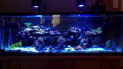 60 Gallon Saltwater Reef Tank With Kessil A350w Lights Youtube