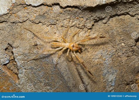 Camel Spider, Solifuge, Desert National Park, Rajasthan Stock Image - Image of invertebrate ...