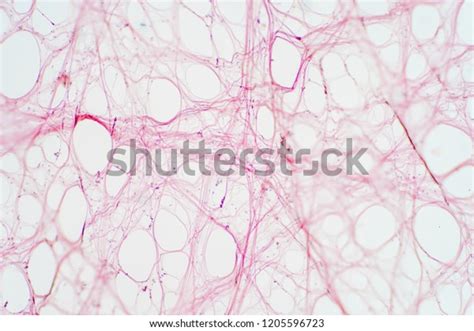 Areolar Connective Tissue Under Microscope View Stock Photo 1205596723 ...