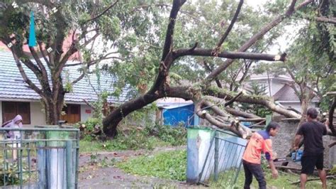 Angin Kencang Disertai Hujan Lebat Melanda Bitung Sulut Dua Pohon