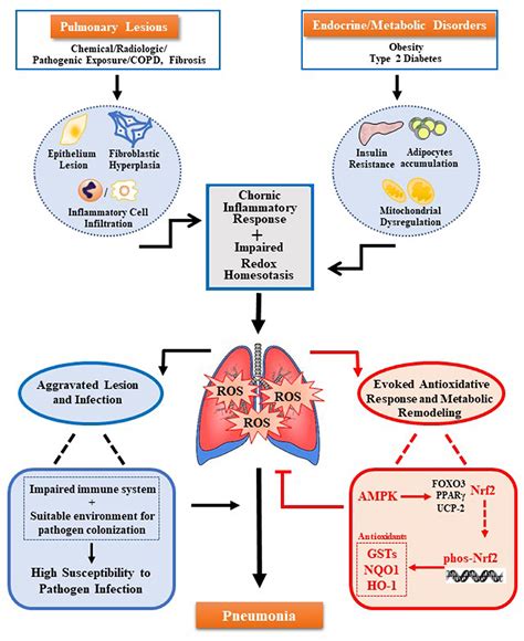 Oxidative Stress Pathway