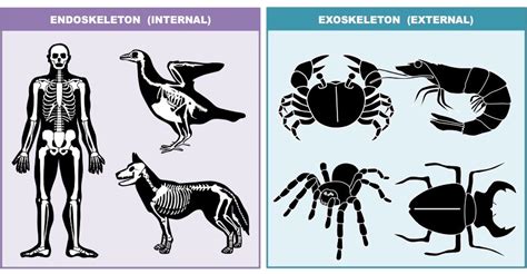 Skeletal Framework Bioninja