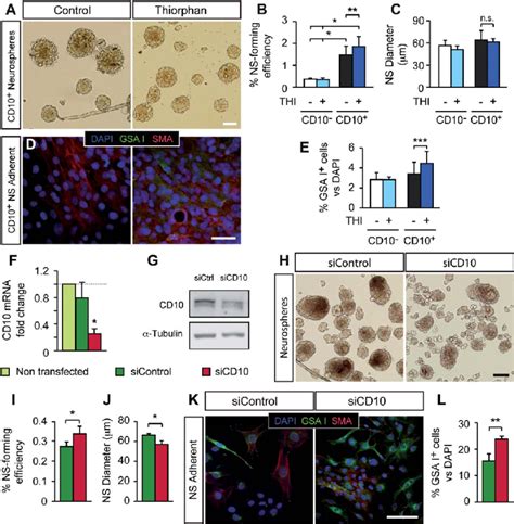 Role Of Cd10 On Carotid Body Stem Cell Differentiation A Bright