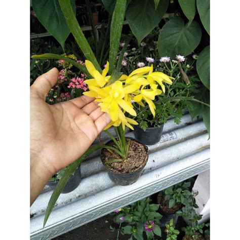 Jual Bunga Anggrek Cymbidium Golden Boy Siap Berbunga Shopee Indonesia