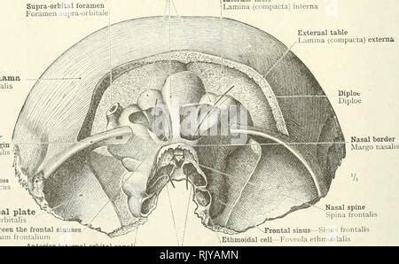 Frontal Bone Trochlear Fovea