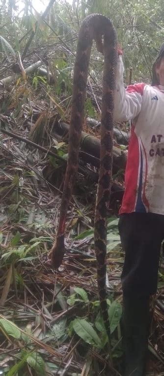 Chocoan Bushmaster From Pedro Vicente Maldonado Ecuador On November