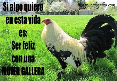 Frases De Galleros Con Fotos De Gallos Finos Para Descargar Artofit