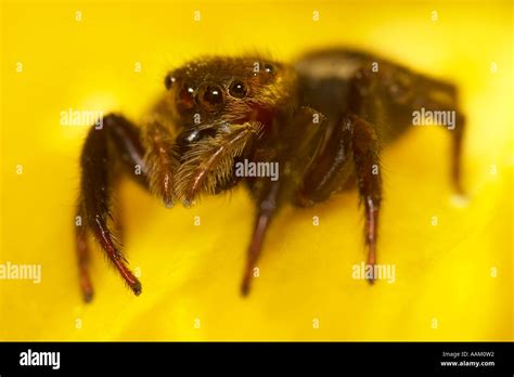Jumping Spider Sitticus Pubescens Stock Photo Alamy