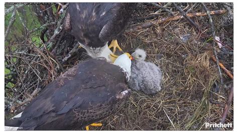 Swfl Bald Eagles 🦅 M15 And F23 Dual Feeding Of E23 😋 A Lucky And Well