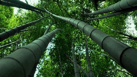 Wallpaper Forest Nature Branch Green Bamboo Tree Woody Plant