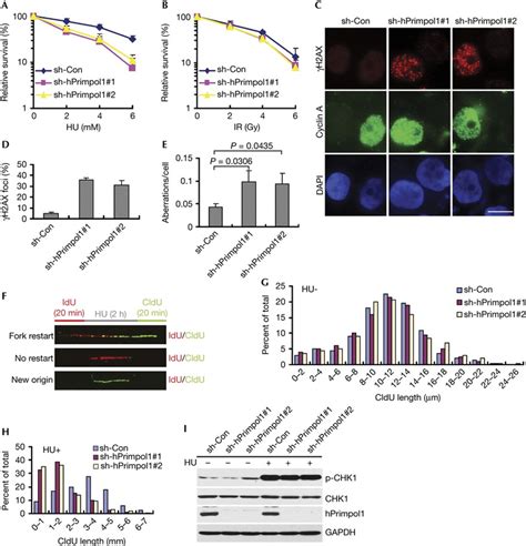 Primpol1 Functions At Stalled Replication Forks Ab Clonogenic