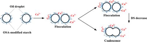 Interactions Between Octenyl Succinic Anhydride Modified Starches And Calcium In Oil In Water