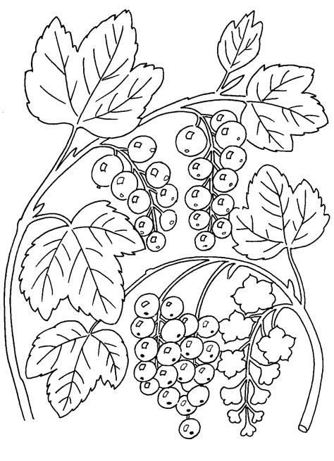 Ausmalbilder Beeren F R Kinder Herunterladen Und Ausdrucken