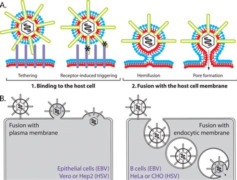 Herpesvirus Entry A Routes Of Entry Depending Upon Cell Type Both