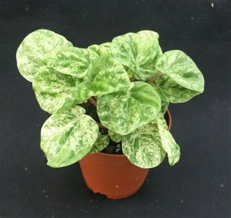 Peperomia Emerald Ripple Variegated Rooted Plant Shipped In Etsy