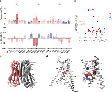 Activation Properties Of Pore Mutants A Alanine Scan Of Residues Lining