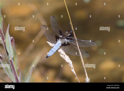 Single Male Broad Bodied Chaser Dragonfly Libellula Depressa Resting On