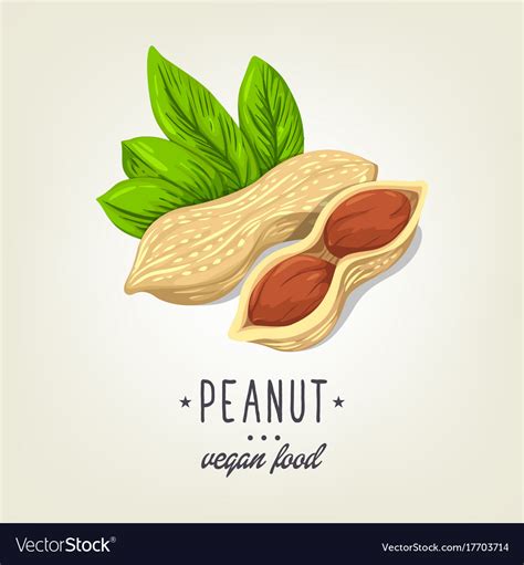 Sketch Of Realistic Peanut With Leaves Royalty Free Vector