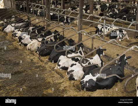 Domestic Cattle Holstein Cows Herd Resting In Cubicle House On Farm