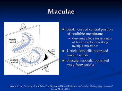 Ppt The Third Window Superior Semicircular Canal Dehiscence