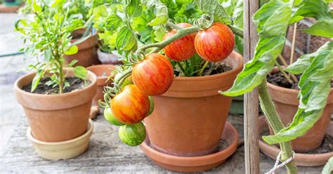 15 Vegetables That Are The Easiest To Grow In Containers Garden