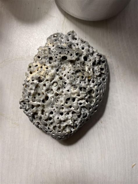 Modern or fossil clamshell? Either from Naples or Cocoa Beach, FL, can’t remember. : r/fossilid