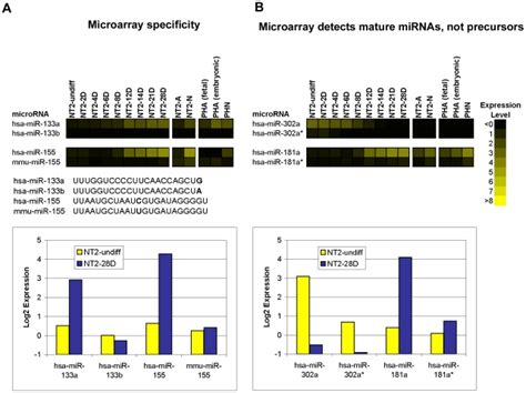 A The Expression Patterns Of Mirnas With Single Base Differences