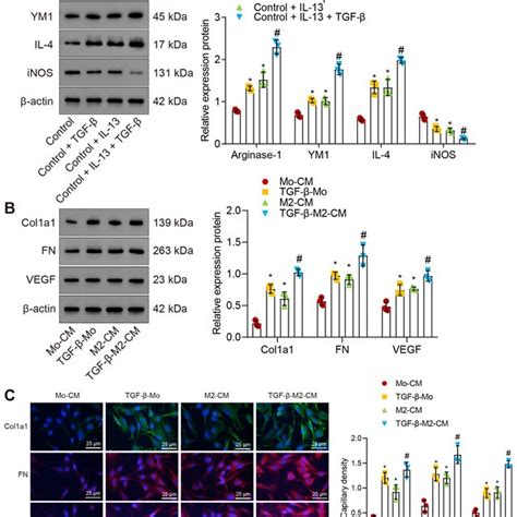 In Vitro Activation Of Tgf Induces M Macrophage Polarization And