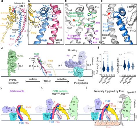 Key Functional Residues In The Interaction Site Ii And A Hypothetic