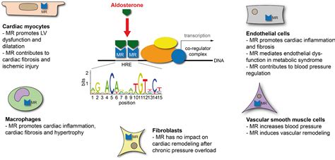 Reviewed: Pharmacology of the Mineralocorticoid Receptor