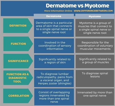 Myotomes Vs Dermatomes | The Best Porn Website